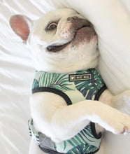 Load image into Gallery viewer, Leash Harness Set For French Bulldogs
