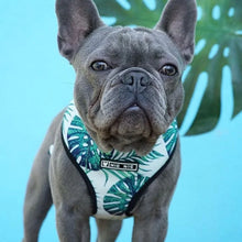 Load image into Gallery viewer, Leash Harness Set For French Bulldogs
