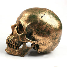 Load image into Gallery viewer, Bronze resin skull model home decor
