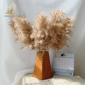 Pampas tall grass decor plants  20-22‘’ plastic vase