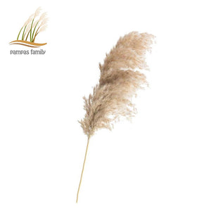 Pampas tall grass decor plants  20-22‘’ plastic vase